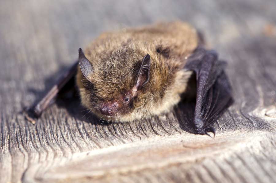 Nathusius' Pipistrelle Pipistrellus Nathusii Bat