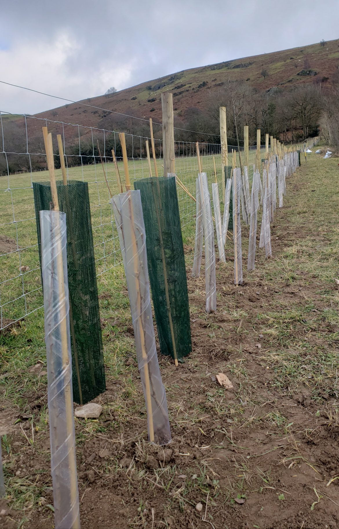 Volunteer Day For The National Trust’s Stepping Stones Project ...